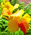 Canna - Flor Amarela/Vermelha