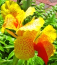 Canna - Flor Amarela/Vermelha