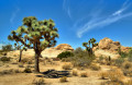 Parque Nacional de Joshua Tree
