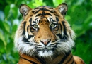 Tigre-de-Sumatra