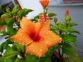 Hibiscus Abaixo de Chuva