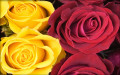 Rosas
