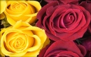 Rosas