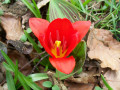 Tulipa