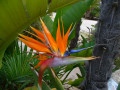 Strelitzia, Pássaro do Paraíso
