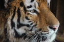 Tigre-Siberiano