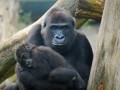 Mãe e Bebê Gorilas