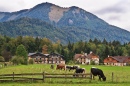 Vacas em Abersee, Áustria