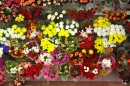 Flores à Venda