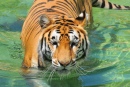 Tigre Tomando Banho