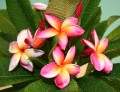 Plumeria no Havaí