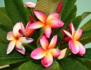Plumeria no Havaí