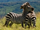 Duelo de Zebras