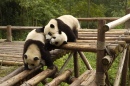 Pilha de Pandas