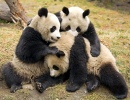 Pandas Gigantes