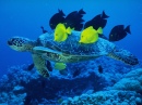 Tartaruga Marinha Sendo Limpada por Cirurgiões-Amarelos