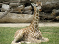 Bebê Girafa