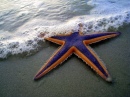 Estrela do Mar Roxa e Laranja na Praia