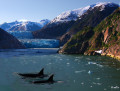 Orcas do Alasca