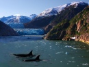Orcas do Alasca