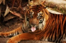 Tigre-de-sumatra