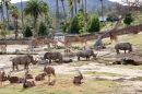 Zoológico e Safári de San Diego Park