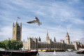 Gaivota Acima de Westminster