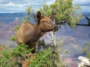 Jovem Elk no Grand Canyon NP