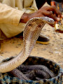 Encantador de Cobras na Estrada, Índia