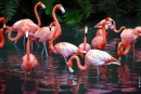 Flamingos Jardim da Selva