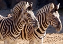 Zebras no Zoológico da Filadélfia