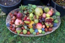 Cesta de Frutas de Outono