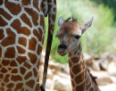 Um Dia Girafa Velha com sua Mãe