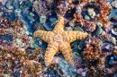 Estrela do Mar Vibrante