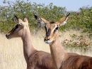 Impala, Parque Nacional de Etosha