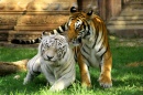 Tigres no Zoológico de Miami