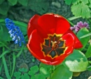 Tulipa e Muscari
