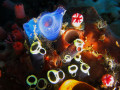 Ascidiaceas