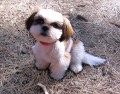 Kosun, o Shih Tzu