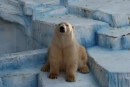 Urso Polar