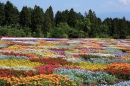 Carpete de Flores Japonesas