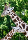 Mãe Girafa e seu Bebê