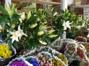 Loja de Flores em Katonah, Nova Iorque