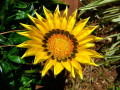 Flor Gazania