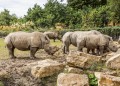 Rinocerontes Brancos no Zoológico em Dublin