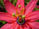 Passiflora
