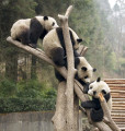 Pandas Gigantes em Wolong, China