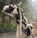 Pandas Gigantes em Wolong, China