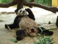 Panda + Bambú = Panda Preguiçoso