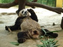 Panda + Bambú = Panda Preguiçoso